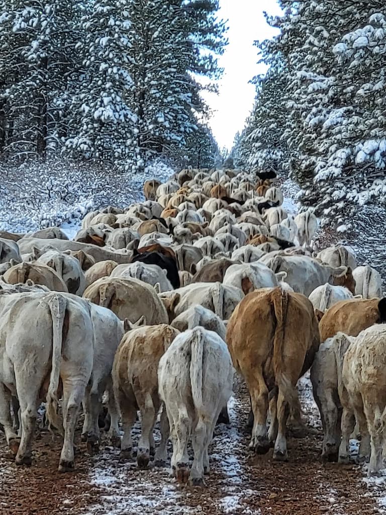 Cattle Drive in Snow on the VanWinkle Ranch