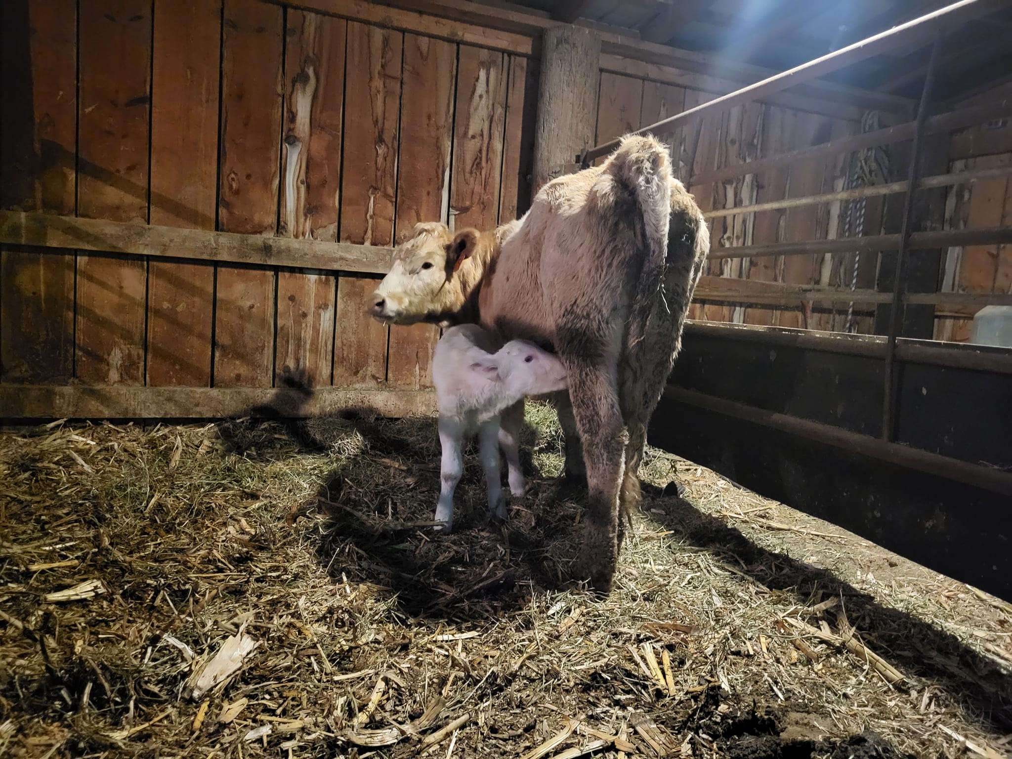 The Cow and Calf on the VanWinkle Ranch