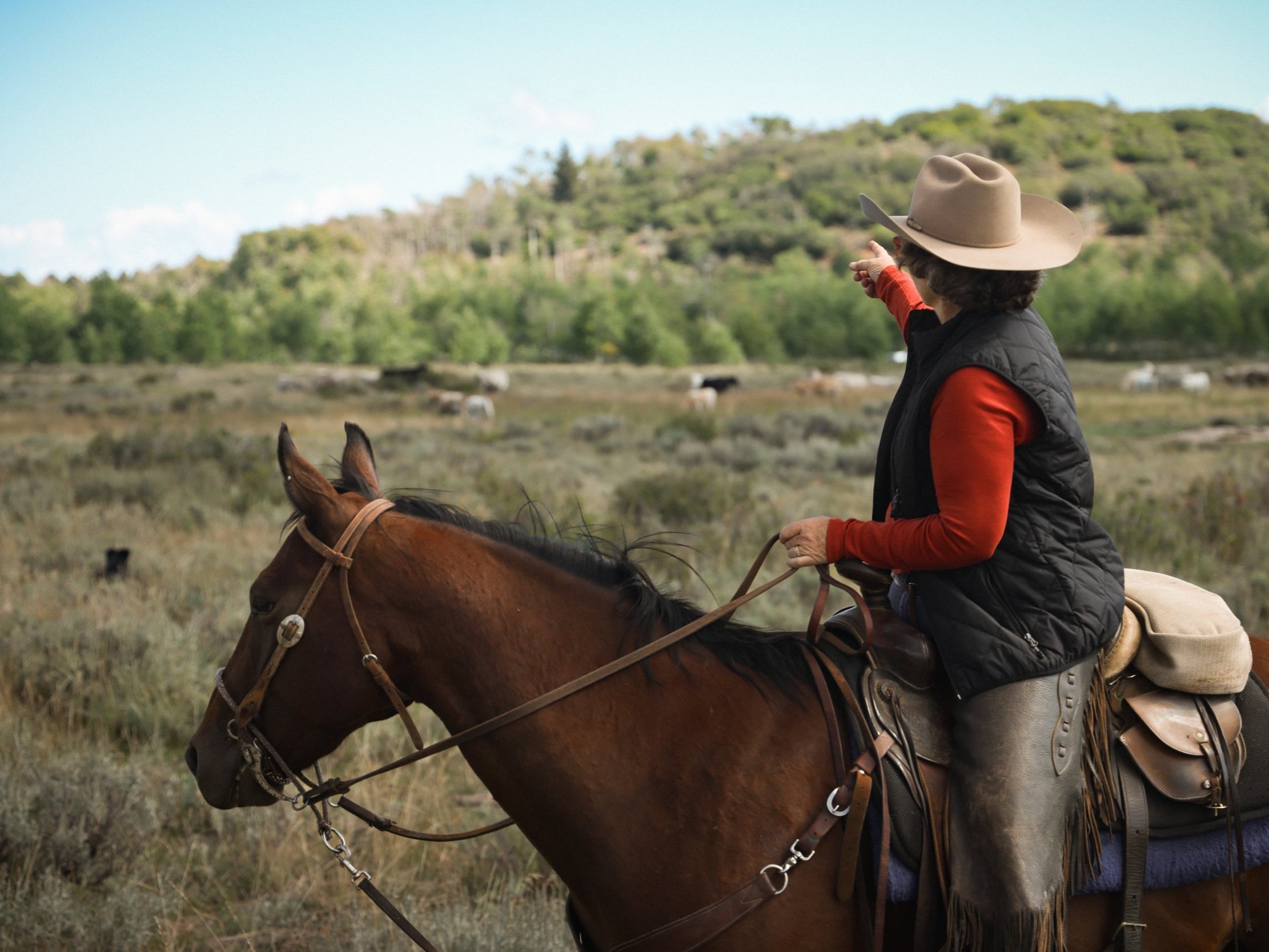 Cowgirl on horseback pointing towards a distant hillside in a grassy field, with cattle grazing in the background and trees lining the horizon.