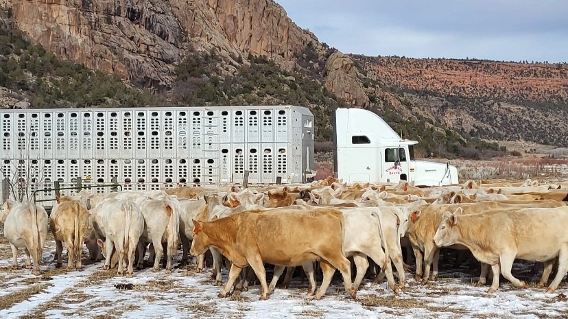 Tayler+VanWinkle++VanWinkle+Ranch+Colorado+-+6394E04F-9A3E-45AF-98D0-AB971F196EBA Herd of cattle grazing in a snowy field with a livestock trailer and semi-truck parked nearby, set against a mountainous landscape.