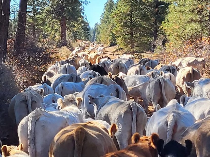 Tayler+VanWinkle++VanWinkle+Ranch+Colorado+-+CEA63BEB-100B-4340-805F-A152F83F12C8 Herd of cows walking along a forest trail surrounded by pine trees, showcasing a scenic rural landscape.