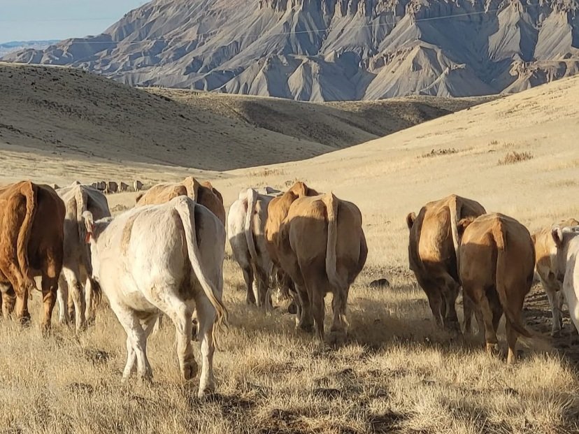 Herd of cattle walking away in a dry, hilly landscape with mountains in the background, showcasing a rural farming scene.